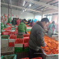 China fresh carrot factory supply, red carrot export quality 2021